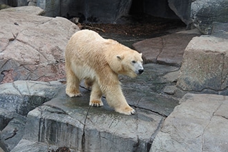 Zoo di Copenhagen, orso polare