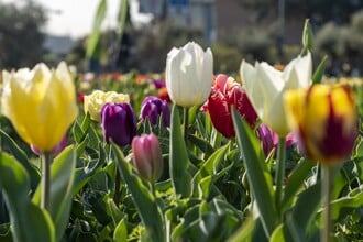 Campi di tulipani al Centro di Giardinaggio Flover (VR)
