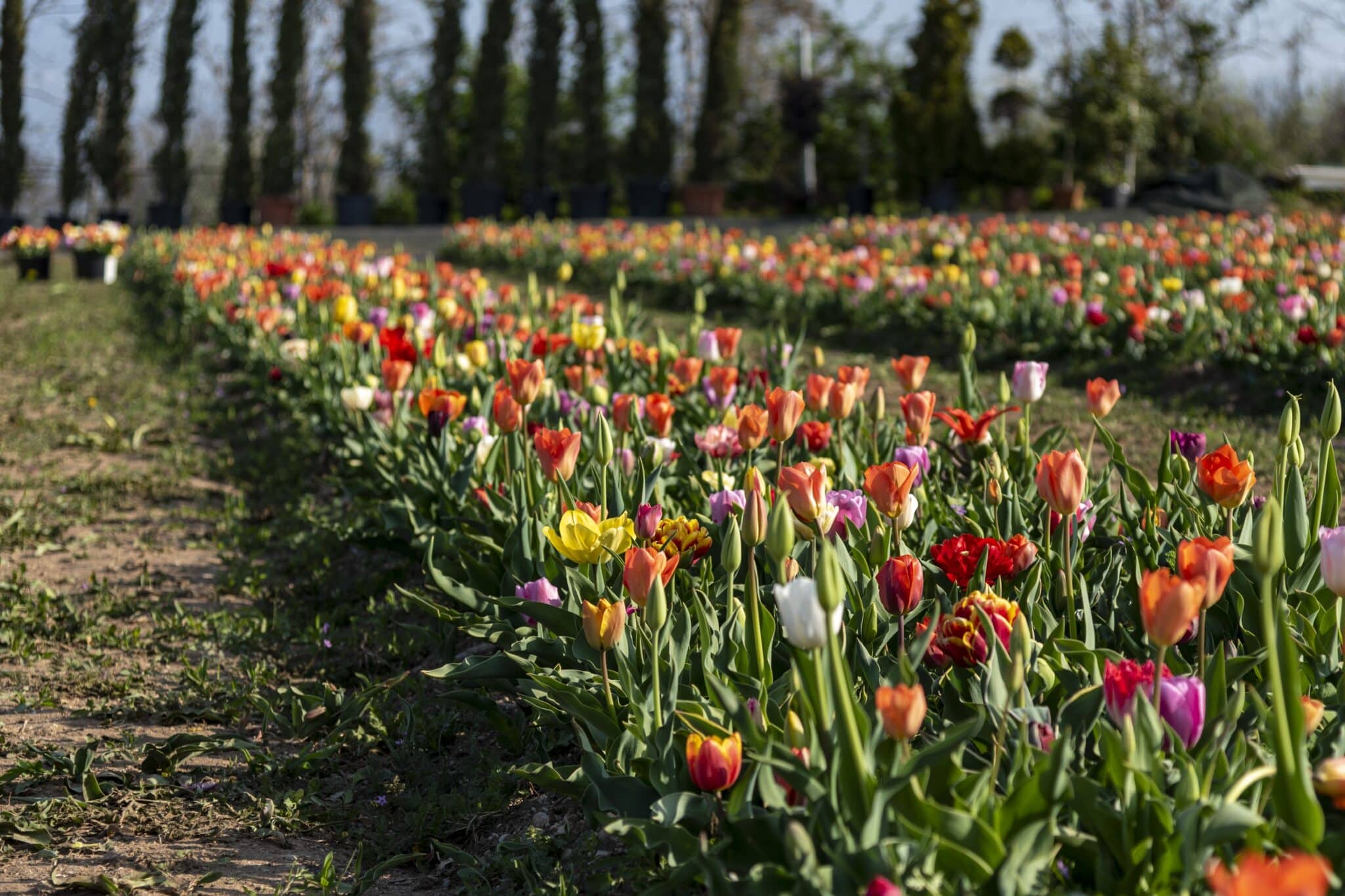 Campi di tulipani you-pick al Centro di Giardinaggio Flover (VR)