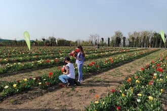 Campi di tulipani alla Flover Farm di Bussolengo (VR)