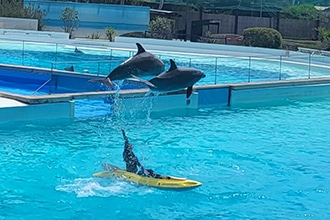 I delfini di Zoomarine, dimostrazione
