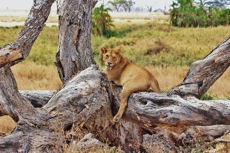 leone in un parco della Tanzania