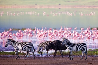 Safari in Tanzania: zebre, gnu e fenicotteri