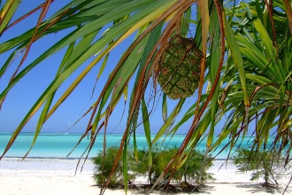 Scorcio di spiaggia a Zanzibar