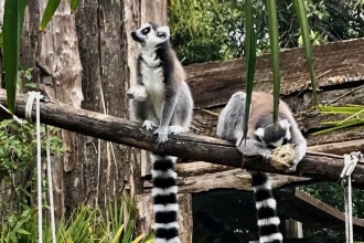 lemuri allo zoo di Pistoia