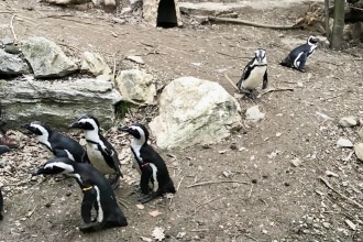 Pinguini allo zoo di Pistoia