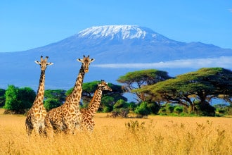 Vista del Kilimangiaro dalla savana in Tanzania