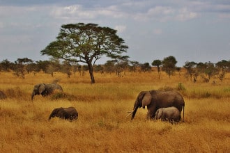 Elefanti in Tanzania, safari