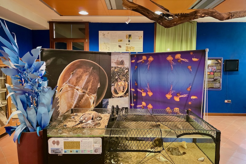 Esapolis: il museo degli insetti di Padova
