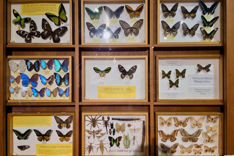 Esapolis: il museo degli insetti di Padova