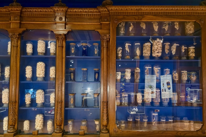 Esapolis: il museo degli insetti di Padova