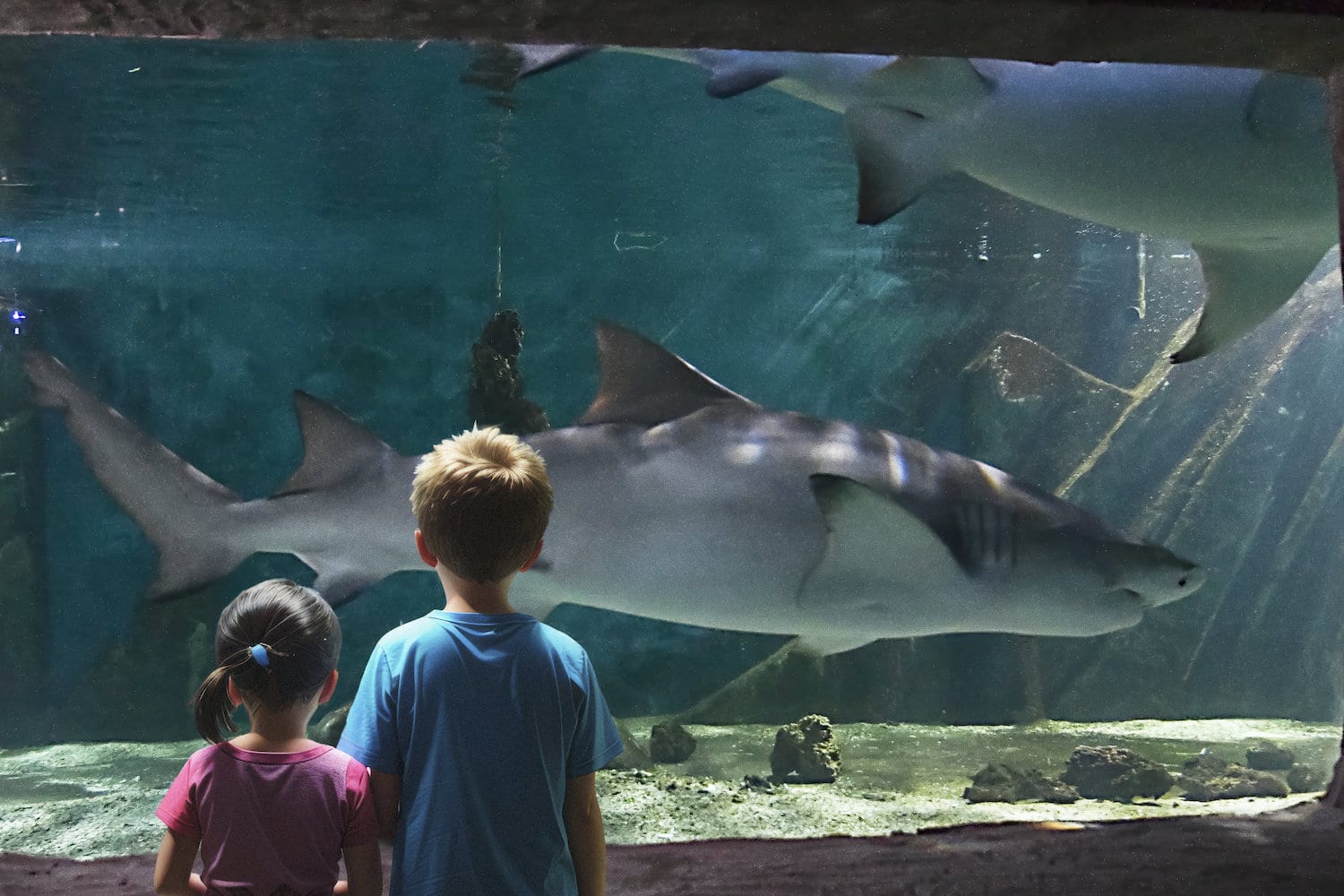 Tropicarium Park di Jesolo, squali
