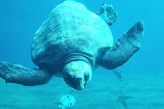 Oceanografico di Valencia, tartaruga marina