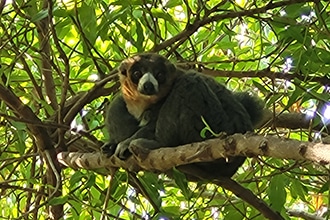 Bioparc di Valencia, lemure