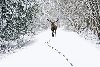 Cervo che si allontana nella neve
