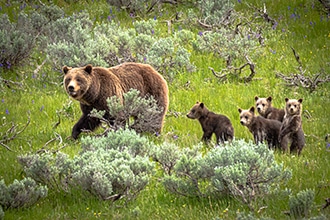 Parco Yellowstone, orso grizzly