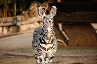 ParcoNaturaViva_Zebra di Grevy