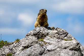 Marmotta in Austria