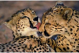 Leopardi in Sudafrica
