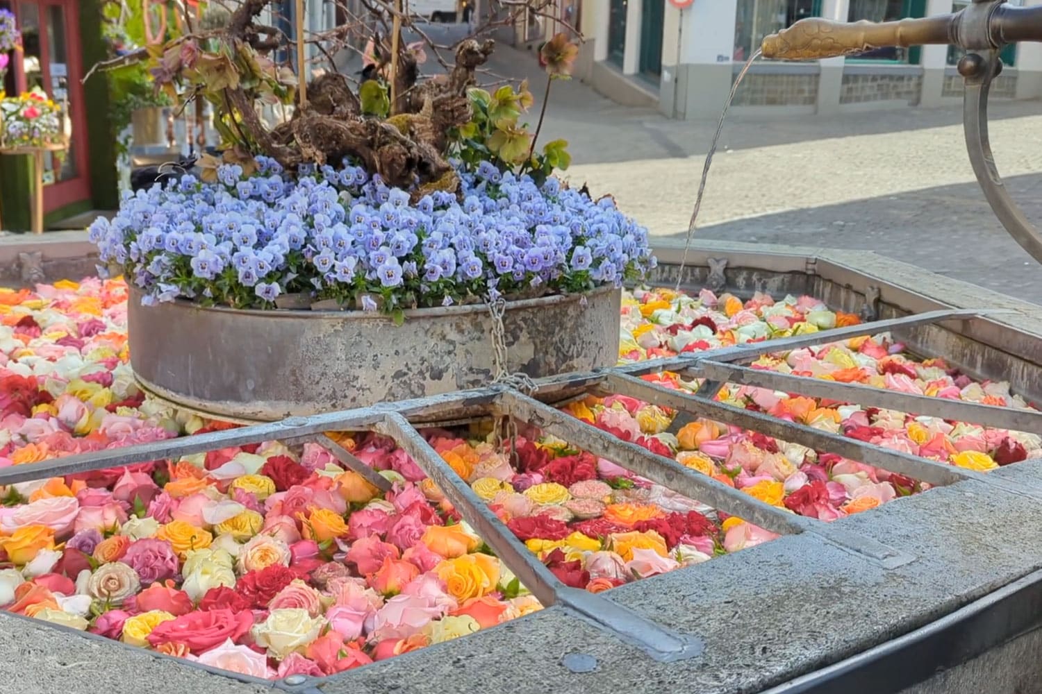 Fontane in fiore Zurigo a Pasqua