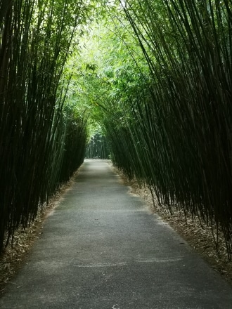 Percorso labirinto di bambù
