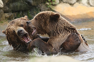 Giardino zoologico di Pistoia, orsi