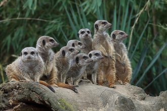 Giardino zoologico di Pistoia, suricati