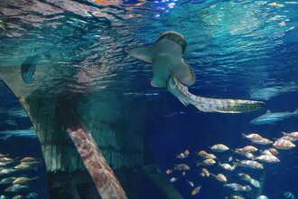 Giornata mondiale dello squalo: gli appuntamenti di Gardaland Sea Life Aquarium
