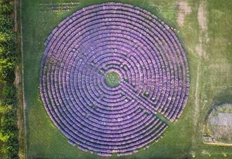 Il labirinto di lavanda della Tenuta Va oltre a Bovolenta in Veneto