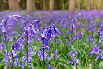 Fioritura BlueBell di Hallerbos nelle Fiandre