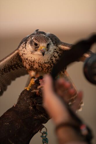 Le escursioni nel deserto di Dubai con i bambini: spettacoli di falconeria