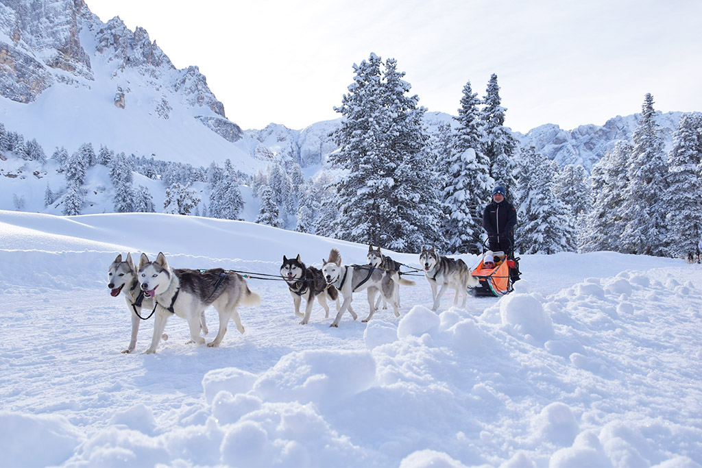 Esperienze d'inverno a San Vigilio di Marebbe, Huskysleddog