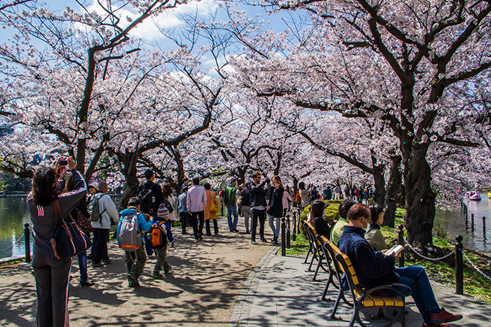 Giappone, festival hanami al parco