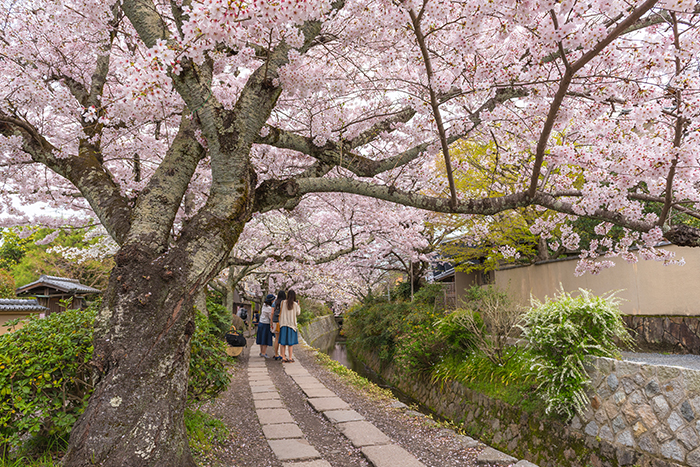 Sentiero del Filosofo, Kyoto, durante la fioritura dei ciliegi