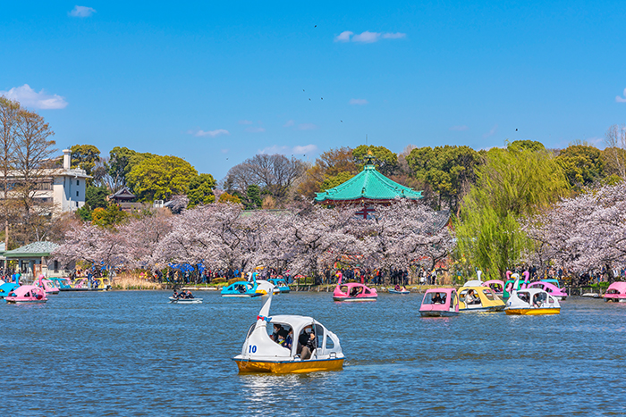 Tokyo, parco di Ueno, lago con barchette a forma di cigno