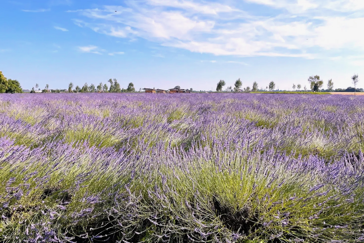 Labirinto di lavanda Padova