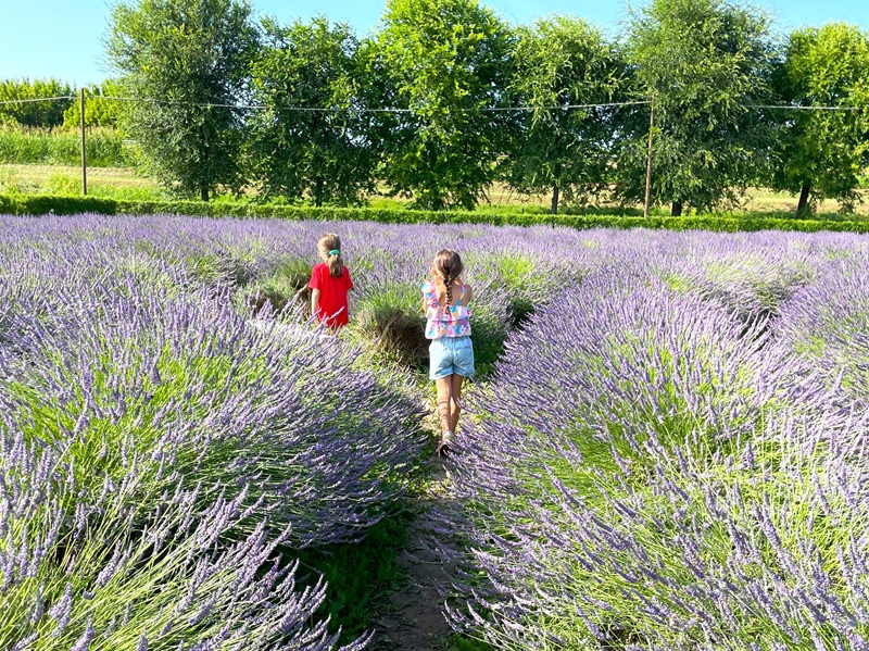Labirinto di Lavanda Tenuta Va Oltre (Padova), il labirinto di lavanda