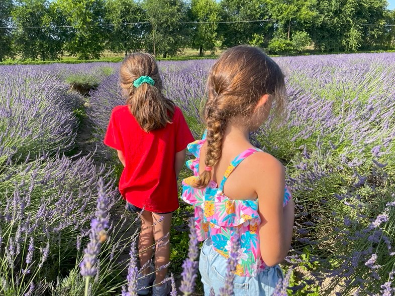 Labirinto di Lavanda a Padova, Tenuta Va Oltre, laboratori con la lavanda