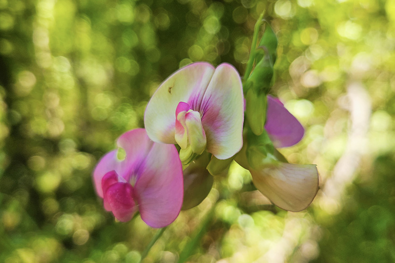Cascate di Rioscuro, orchidee