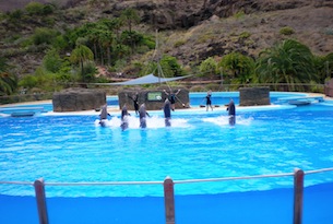 Gran Canaria con bambini, delfini a Palmitos Park